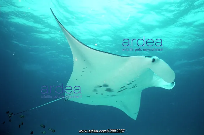 : Manta Ray (Manta birostris). Great Barrier Reef - Indo Pacific : Manta Ray (Manta birostris). Great Barrier Reef - Indo Pacific