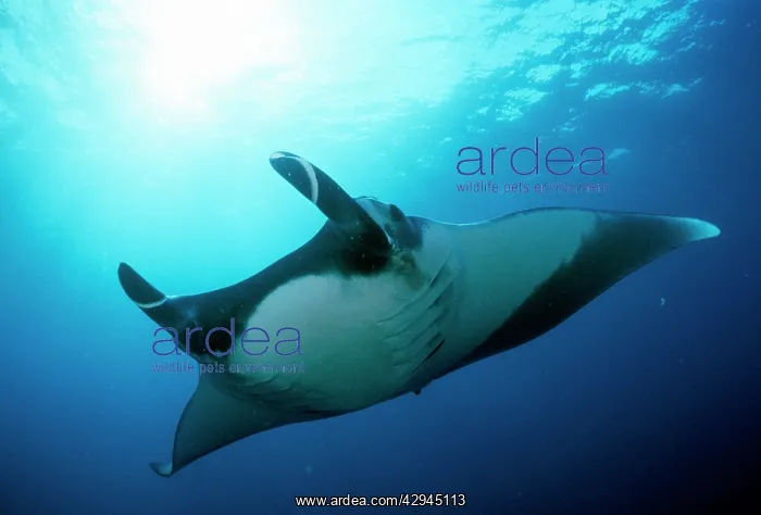  : Manta Ray (Manta birostris)