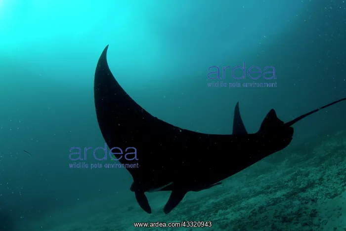 : Manta Ray : Manta Ray