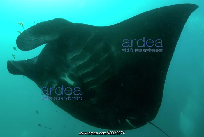 : Manta Ray : Manta Ray