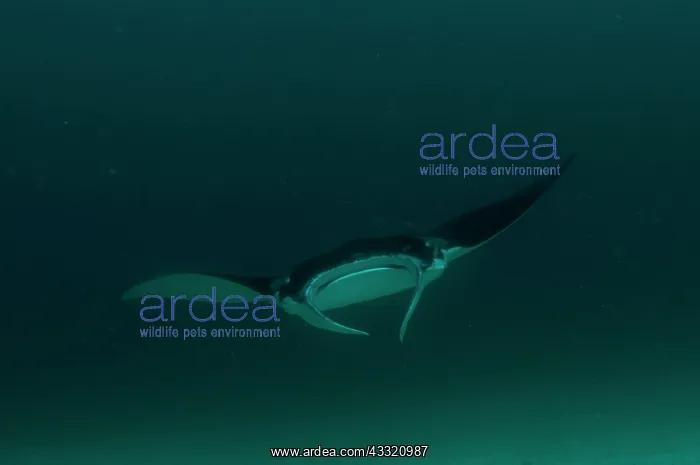 : Manta Ray : Manta Ray