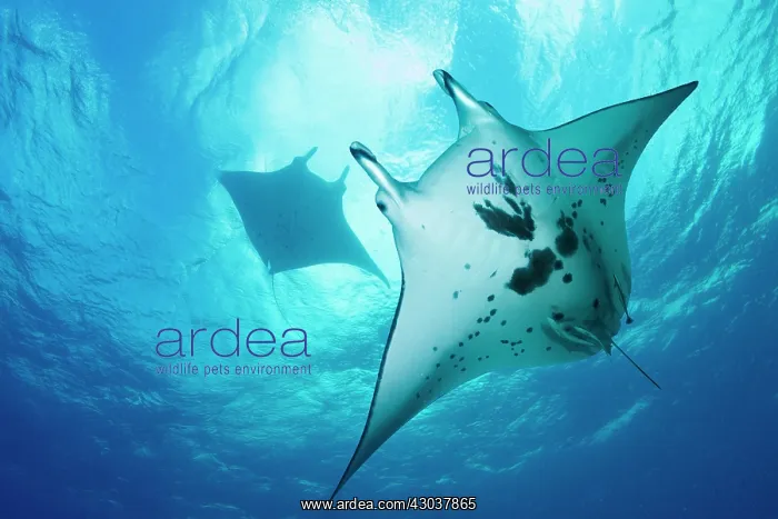 : Manta ray in Blue, Tikehau French Polynesia Digital : Manta ray in Blue, Tikehau French Polynesia Digital