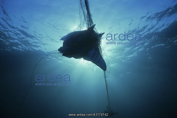 : Manta Ray Caught In Gill Net : Manta Ray Caught In Gill Net