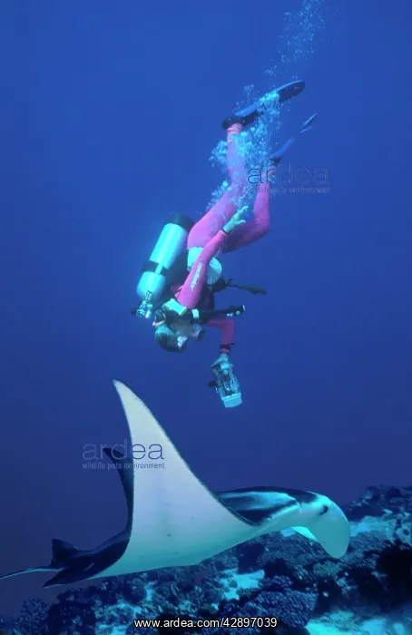  : Manta Ray - Diver Valerie Taylor filming a Manta