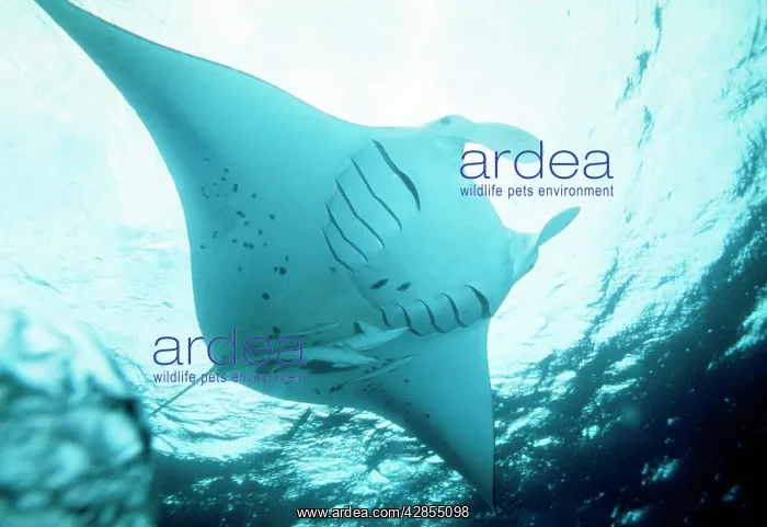 : Manta RAY - In feeding mode, from underneath : Manta RAY - In feeding mode, from underneath