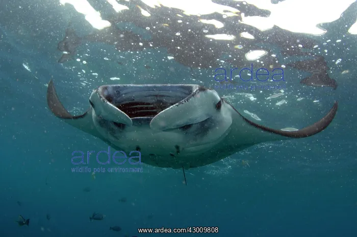 : Manta Ray feeding near surface Manta Alley dive : Manta Ray feeding near surface Manta Alley dive