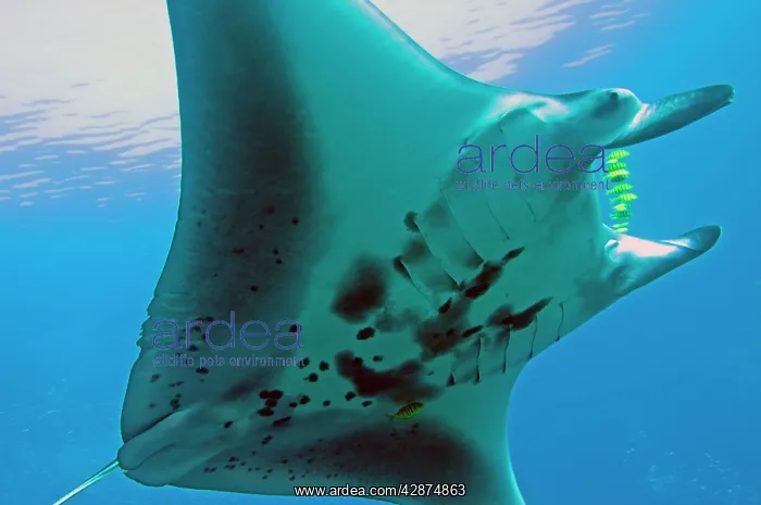 : Manta Ray - gentle plankton feeders they have no