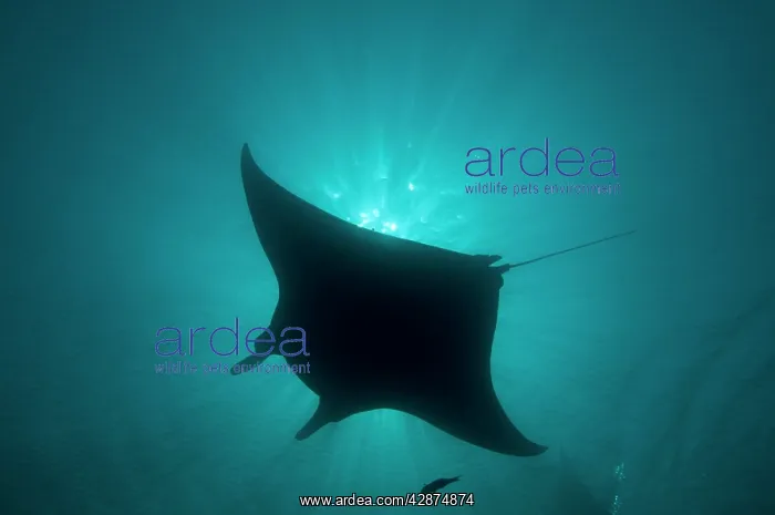 : Manta Ray - gentle plankton feeders they have no : Manta Ray - gentle plankton feeders they have no