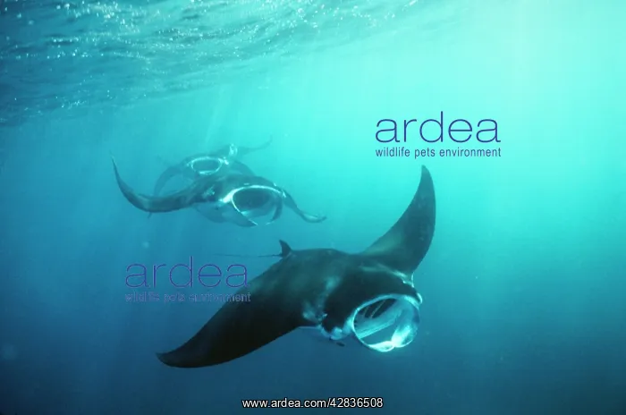  : Manta RAY - group (squadron) feeding (mouth open)
