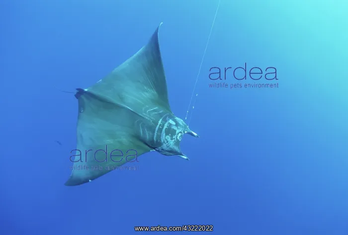 : Manta Ray hooked on line : Manta Ray hooked on line