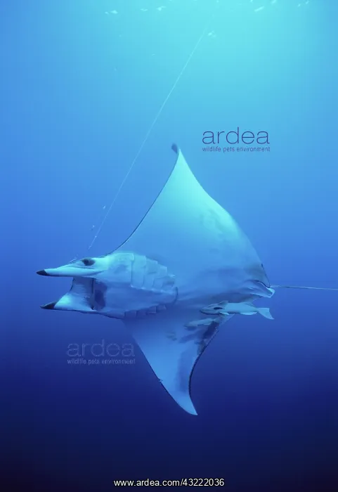 : Manta Ray hooked on line : Manta Ray hooked on line