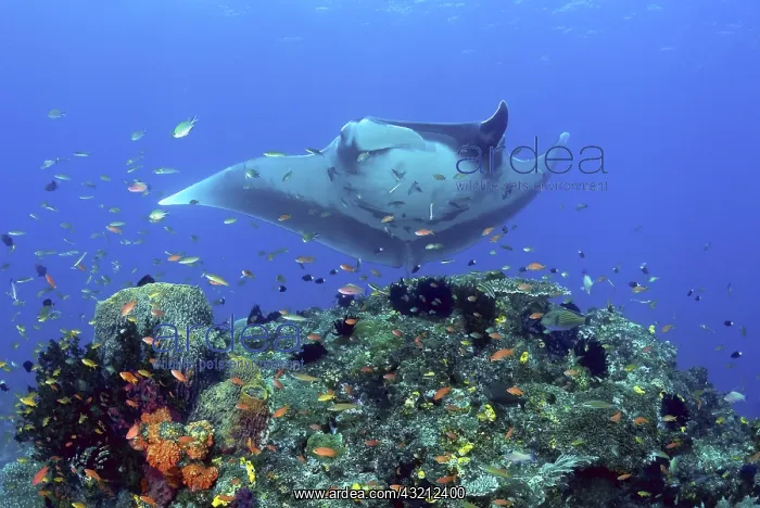 : Manta ray (Manta birostris) glides over : Manta ray (Manta birostris) glides over