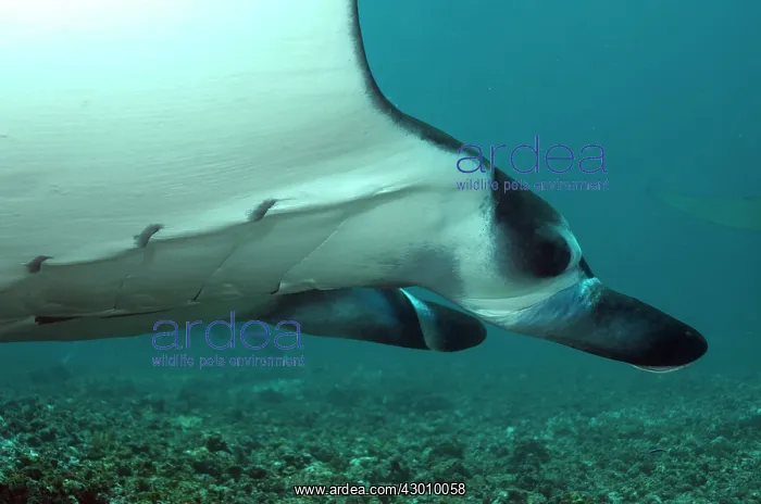 : Manta Ray near sea floor Manta Channel dive site : Manta Ray near sea floor Manta Channel dive site