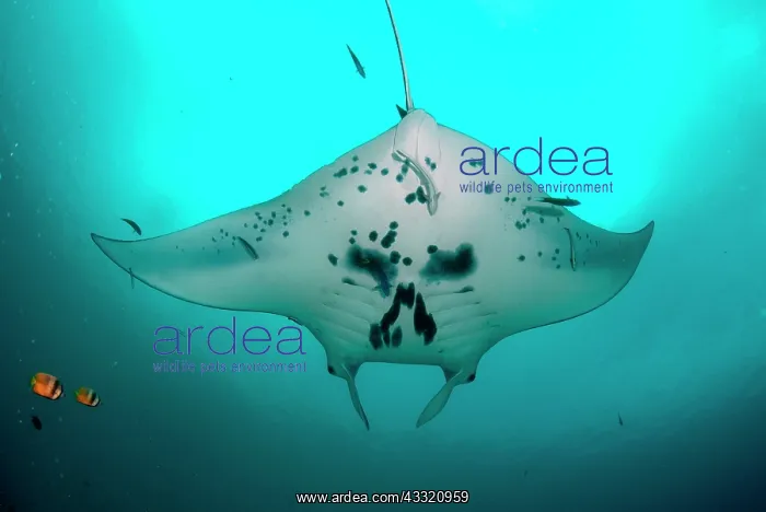 : Manta Ray - overhead : Manta Ray - overhead