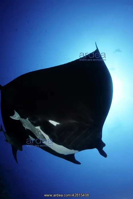: Manta Ray - with Remora Suckerfish (Remora remora )San Bened : Manta Ray - with Remora Suckerfish (Remora remora )San Bened
