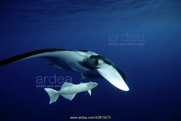  : Manta Ray - with Remora Suckerfish (Remora remora) San Bened