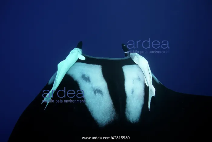 : Manta Ray - with Remora Suckerfish (Remora remora) San Bened : Manta Ray - with Remora Suckerfish (Remora remora) San Bened
