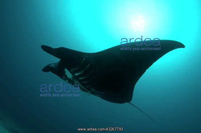: Manta Ray - with remoras underneath and sun in background : Manta Ray - with remoras underneath and sun in background