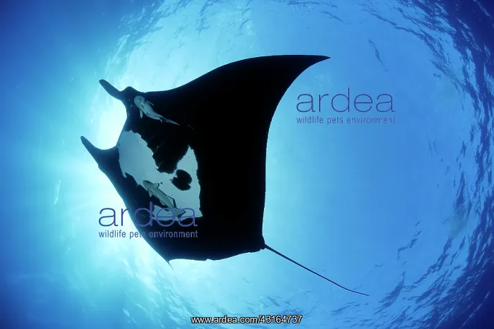 : Manta Ray - San Benedicto, Revillagigedo, Socorro Islands, M : Manta Ray - San Benedicto, Revillagigedo, Socorro Islands, M