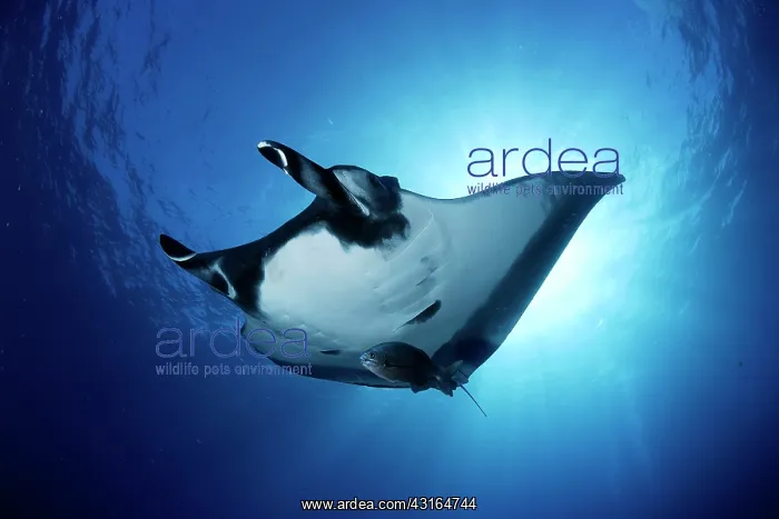 : Manta Ray - San Benedicto, Revillagigedo, Socorro Islands, M : Manta Ray - San Benedicto, Revillagigedo, Socorro Islands, M