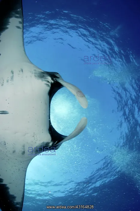 : Manta Ray - San Benedicto, Revillagigedo, Socorro Islands, M : Manta Ray - San Benedicto, Revillagigedo, Socorro Islands, M