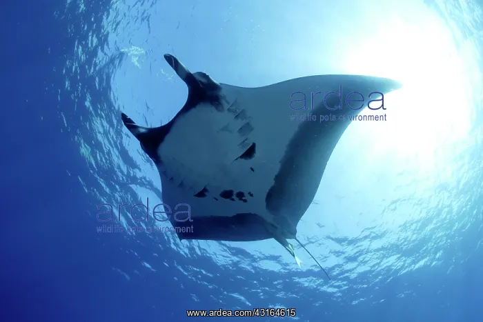 : Manta Ray - San Benedicto Revillagigedo Socorro Islands Mexi : Manta Ray - San Benedicto Revillagigedo Socorro Islands Mexi