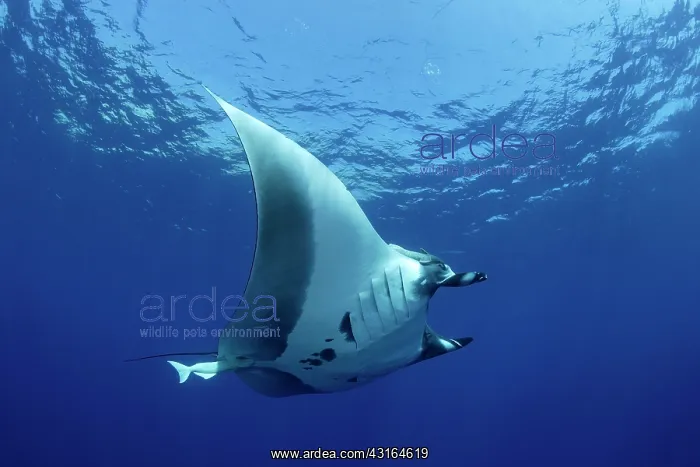 : Manta Ray - San Benedicto Revillagigedo Socorro Islands Mexi : Manta Ray - San Benedicto Revillagigedo Socorro Islands Mexi