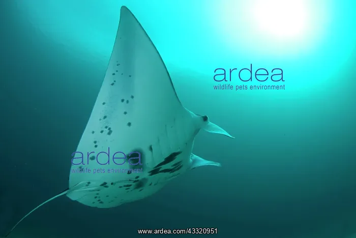 : Manta Ray - against sun : Manta Ray - against sun