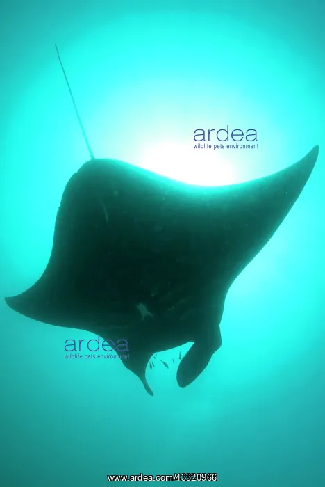 : Manta Ray - against sun : Manta Ray - against sun