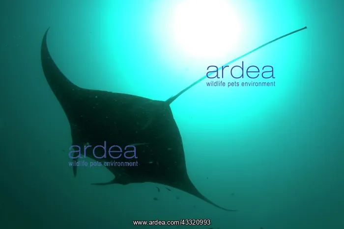 : Manta Ray - against sun : Manta Ray - against sun