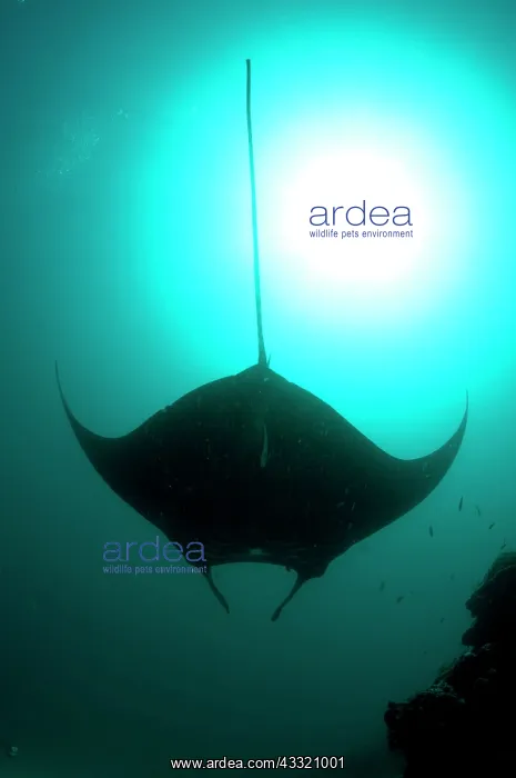 : Manta Ray - against sun : Manta Ray - against sun