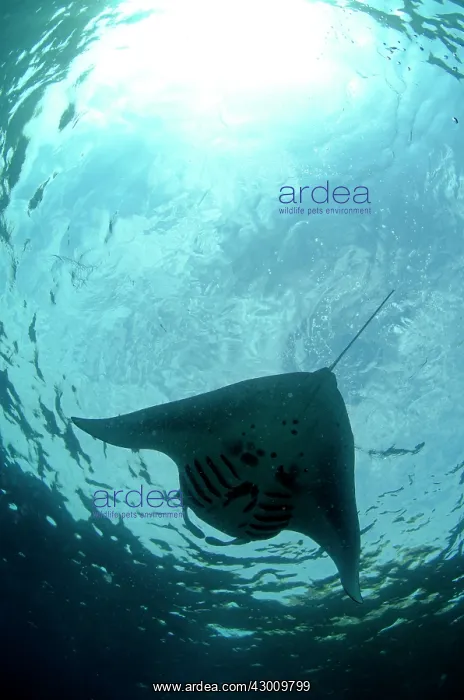 : Manta Ray from below with sun in background Manta : Manta Ray from below with sun in background Manta