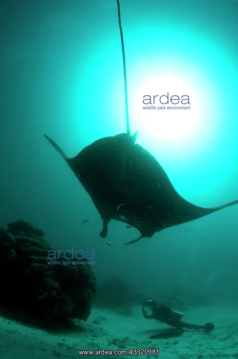 : Manta Ray - against sun being photographed by diver : Manta Ray - against sun being photographed by diver