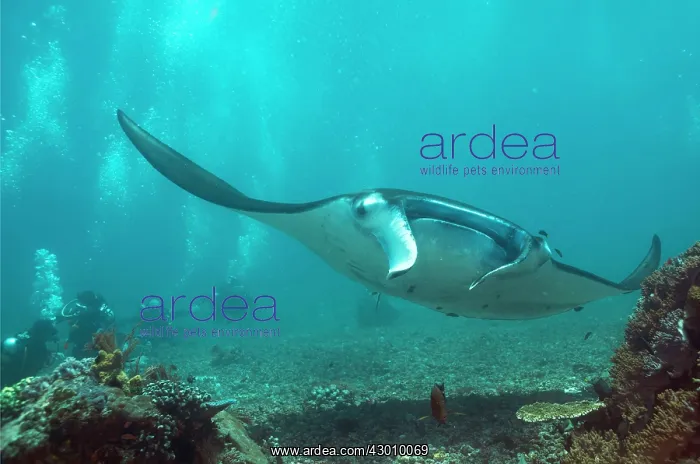 : Manta Ray being watched by divers Manta Channel : Manta Ray being watched by divers Manta Channel