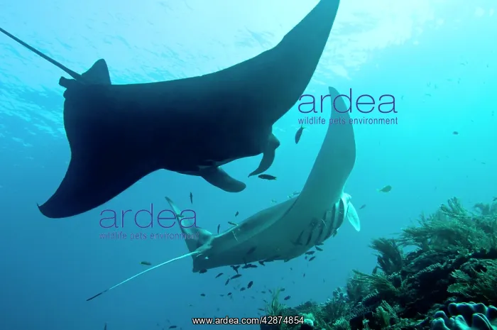 : Manta Rays - line up at a cleaning station - The : Manta Rays - line up at a cleaning station - The