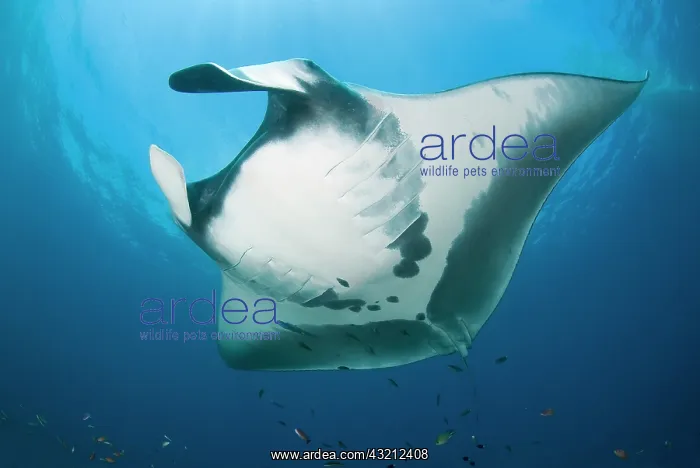 : Manta ray's (Manta birostris) underside : Manta ray's (Manta birostris) underside