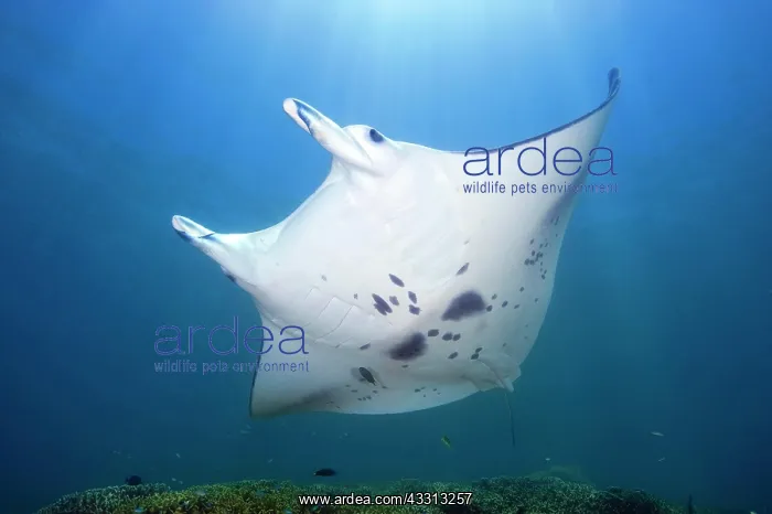 : Manta schwimmt uber Putzerstation in Korallenriff : Manta schwimmt uber Putzerstation in Korallenriff