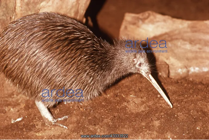 : MANTELLE KIWI : MANTELLE KIWI