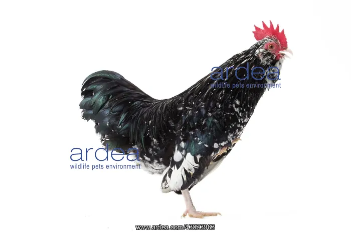 : Mantes Chicken Cockerel  /  Rooster