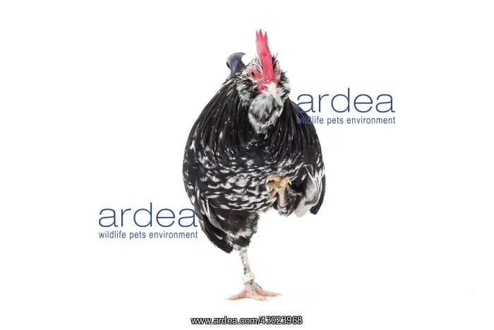  : Mantes Chicken Cockerel  /  Rooster