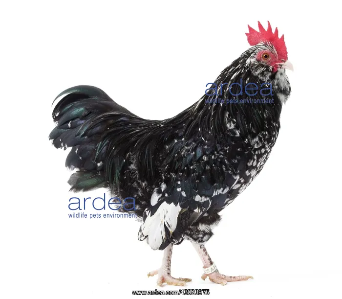  : Mantes Chicken Cockerel  /  Rooster