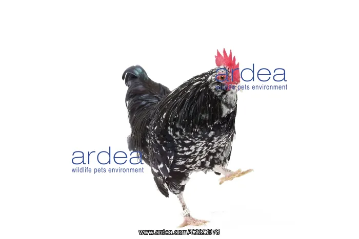  : Mantes Chicken Cockerel  /  Rooster