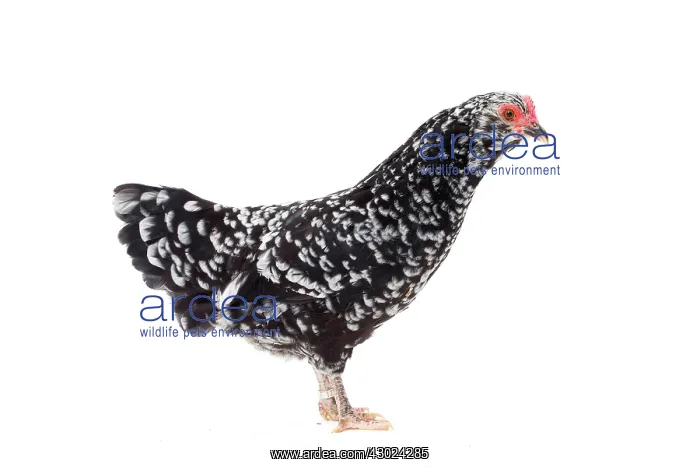  : Mantes Chicken hen