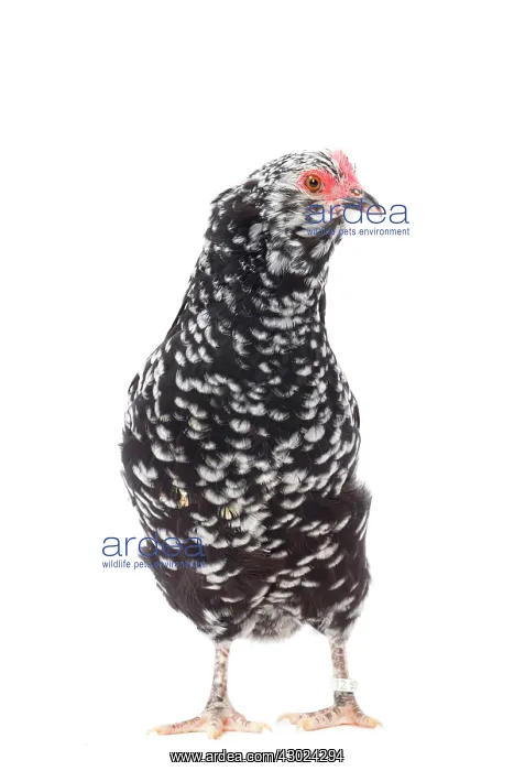  : Mantes Chicken hen