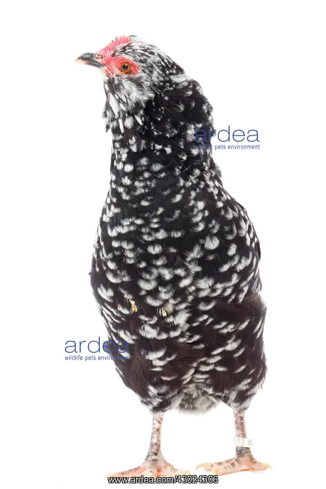  : Mantes Chicken hen