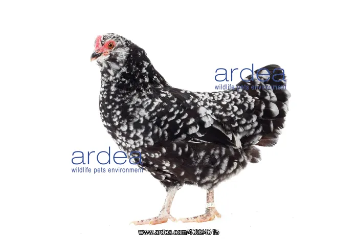  : Mantes Chicken hen