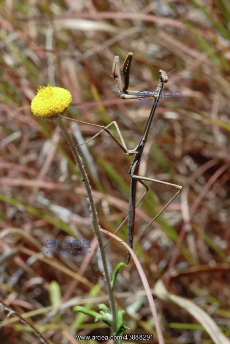: Mantid on Billy Button Flower : Mantid on Billy Button Flower