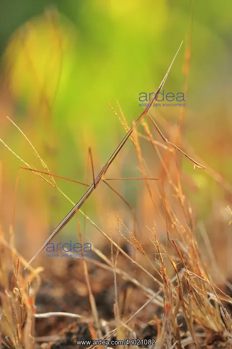 : Mantid camouflaged : Mantid camouflaged