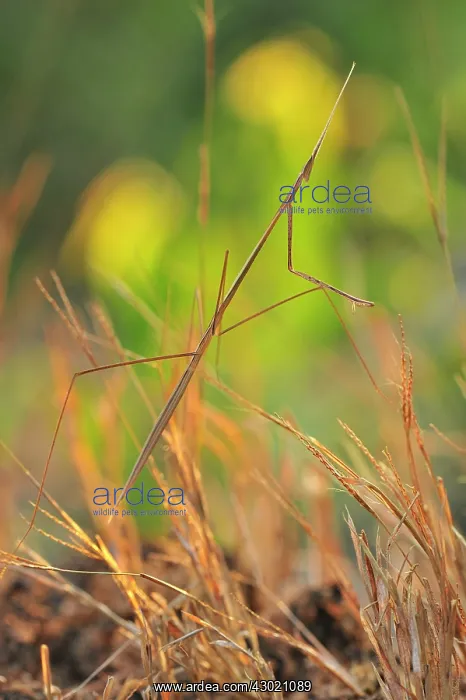 : Mantid camouflaged : Mantid camouflaged