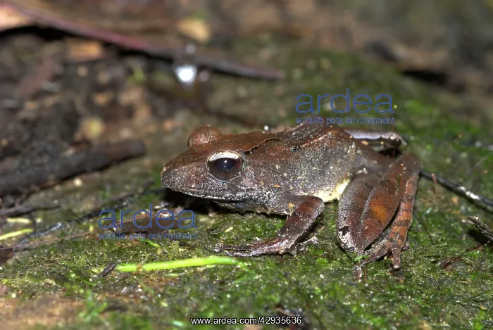 : Mantidactylus cf. luteus : Mantidactylus cf. luteus